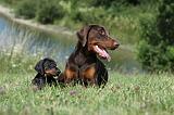 DOBERMANN 1073